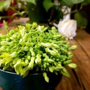 夜兰花做法大全_怎么做好吃_图片